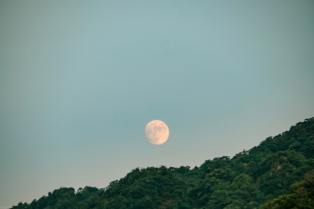 Luna llena ascendiendo sobre bosque de coníferas; Silueta del horizonte