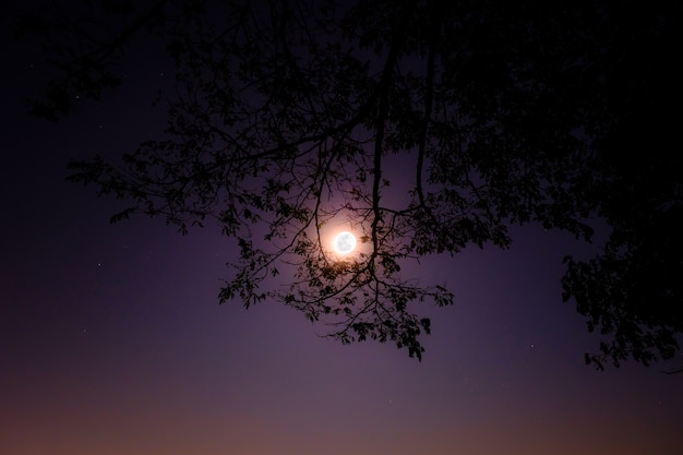 La luna llena brilla a través del marco del árbol en la noche