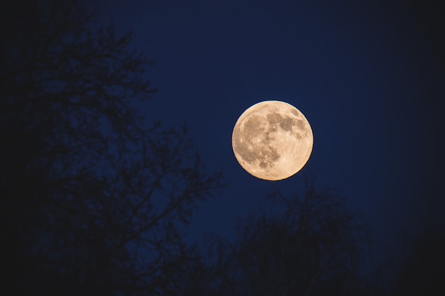 Foto luna llena en un cielo azul oscuro por la noche con un fondo de árboles fuera de foco