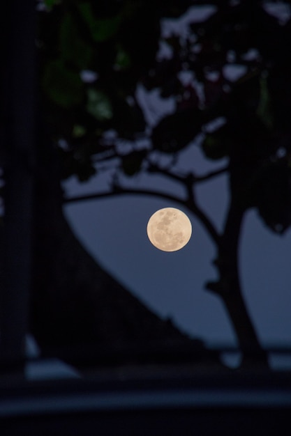 Luna llena con la silueta de las ramas en Río de Janeiro, Brasil.