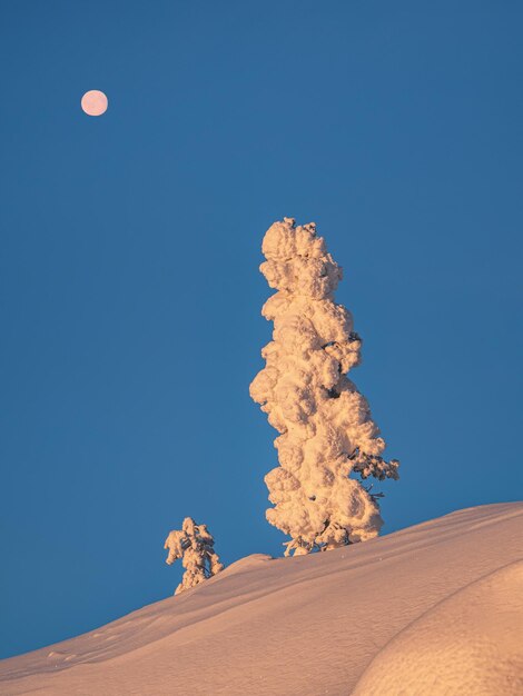 La luna llena sobre los soleados árboles de Navidad pequeños y grandes está cubierta de nieve en la ladera polar de invierno de la mañana Amanecer fondo natural minimalista del norte con abeto de nieve brillante Vista vertical