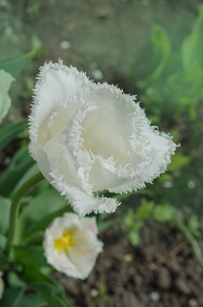 Luna de miel de tulipanes blancos con flecos