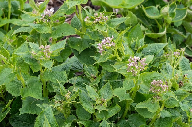 Lunaria rediviva conhecida como honestidade perene é uma espécie de planta com flores