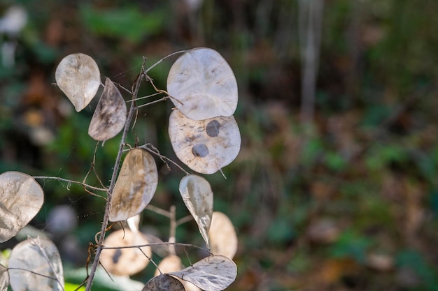 Lunaria seca em vagens de sementes secas de fundo natural de lunaria com sementes visíveis