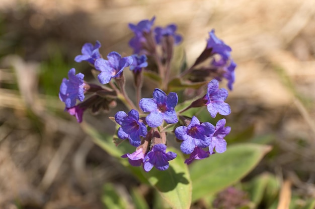 Lungenkraut blaue Blumen auf unscharfem Hintergrund Pulmonaria-Pflanze aus nächster Nähe