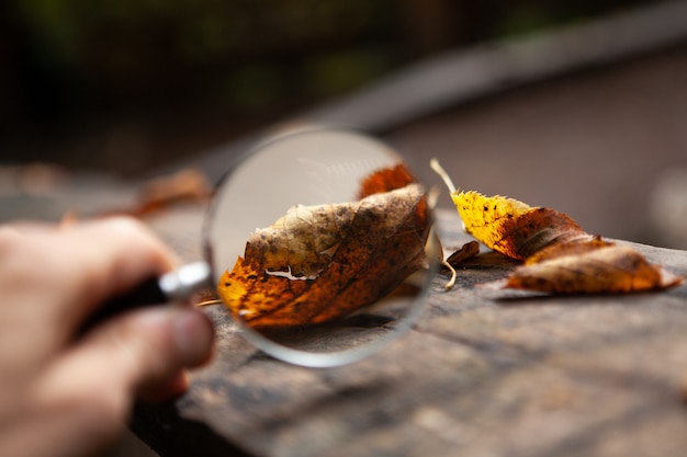 Foto lupa mira las hojas de otoño