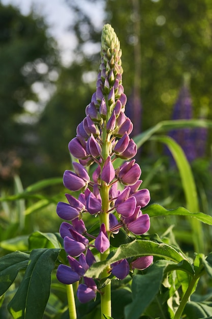 Lupin florece en el césped del jardín.