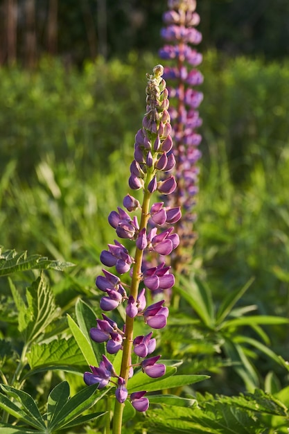 Lupin florece en el césped del jardín.