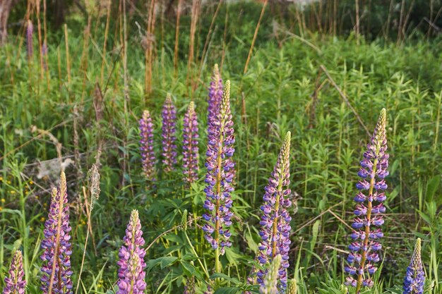 Lupin florece en el césped del jardín.