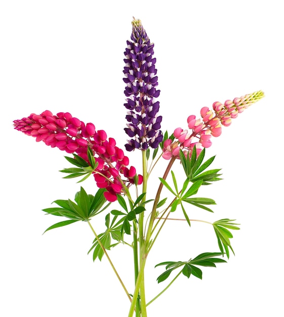 Lupin flores aisladas sobre fondo blanco Ramo de coloridos lupinus