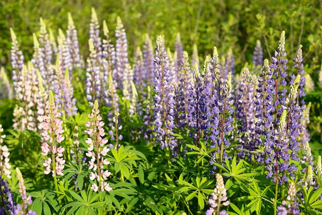 Lupinen in einem vernachlässigten Garten eine Blumenwiese in blau rosa und lila Sommerblumen im Wald