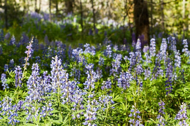 Lupinen in voller Blüte auf dem alpinen Waldboden.