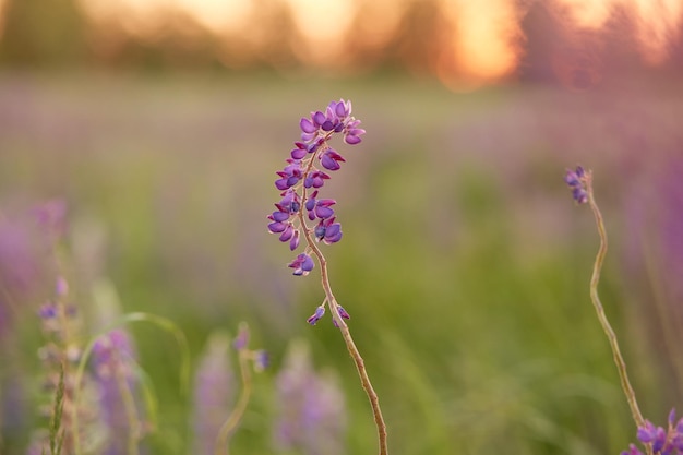 Lupinen lila Wiesenhintergrund Natürliche Wellness-Nähe zur Natur Selbstfindungskonzept Makrofotografie-Blume