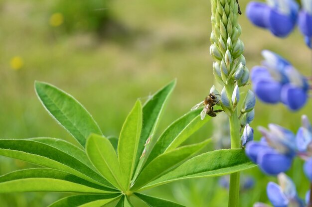 Lupinen mit Bienen auf einer hochalpinen Wiese