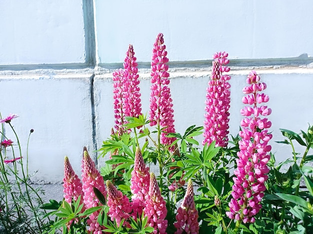 Lupinen sind wunderschöne Wildblumen