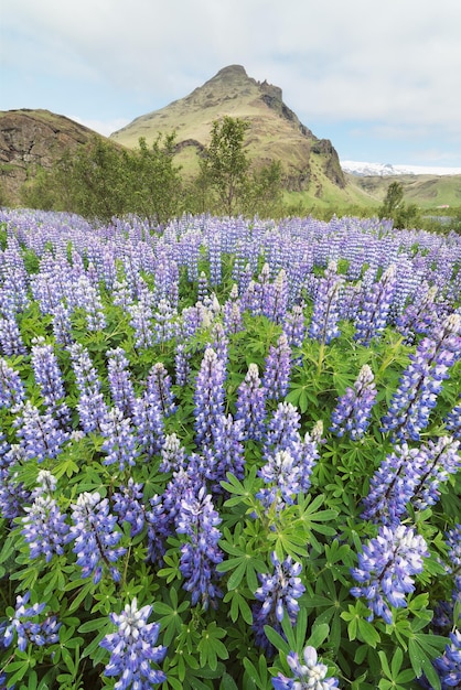 Lupinenblüten auf der Wiese in Island