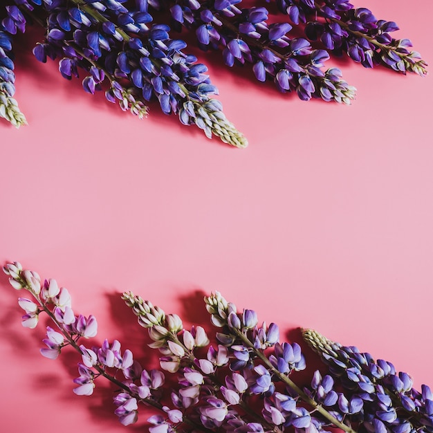 Lupinenblüten in blauer lila Farbe in voller Blüte auf einer rosa Hintergrundflachlage. Platz für Text. Platz