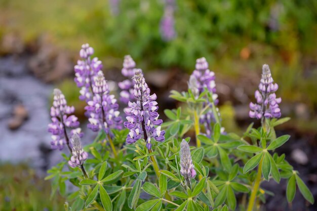 Lupinenblüten in Island