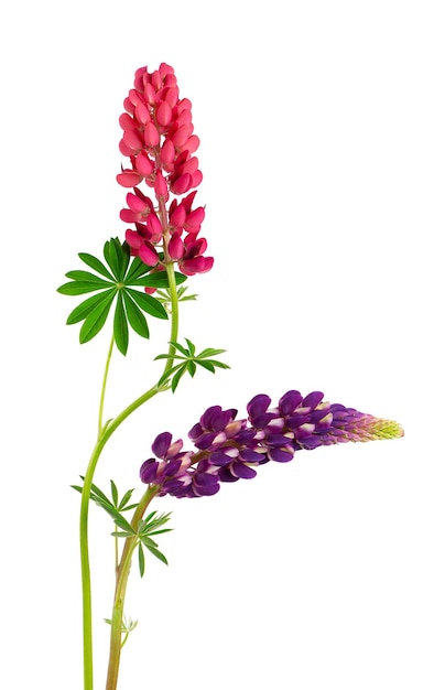 Lupinenblüten isoliert auf weißem Hintergrund Rosa und lila Lupinus