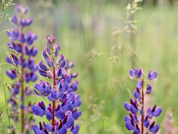 Lupinenblumen blühen auf dem Feld.