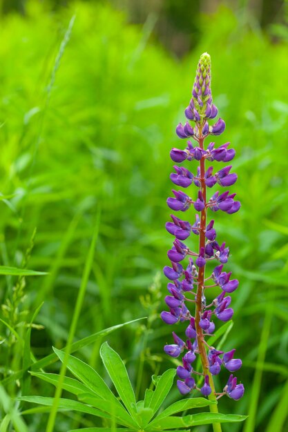 Lupinenfeld mit lila Blumen in der Natur