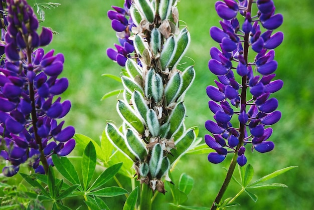 Lupinenpflanze mit Hülsen und Blumen Lupinus polyphyllus im Sommergarten in der Nähe