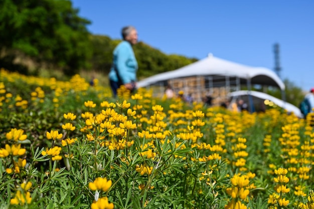 Lupino perenne amarillo en el jardín