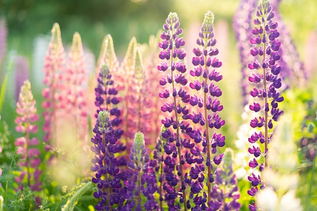 lupinos de flores silvestres a la luz del sol, fondo de verano.