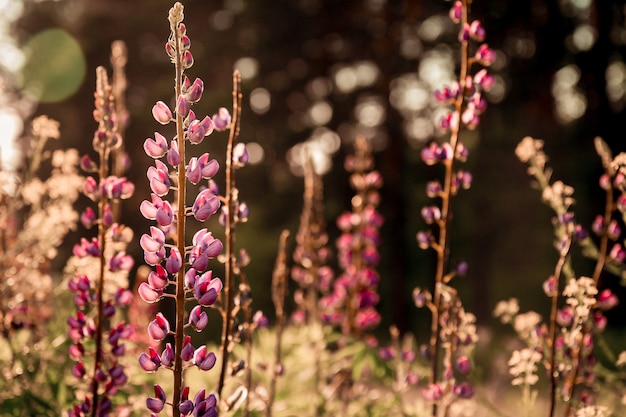 Lupinus, Lupine, Lupinenfeld mit Blumen. Lupinen Sommerblumenhintergrund.