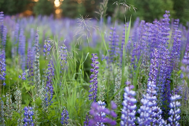 Lupinus, lupino, campo de lupino con flores de color rosa púrpura y azul