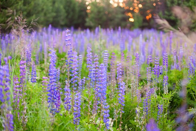 Lupinus, lupino, campo de lupino con flores de color rosa púrpura y azul.