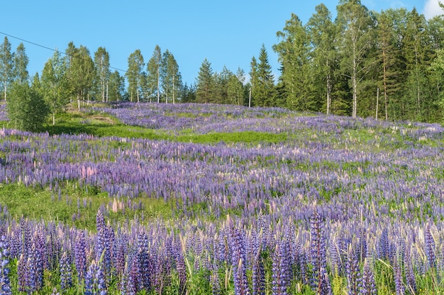 Lupinus, tremoço, campo de tremoço com flores rosa roxas e azuis