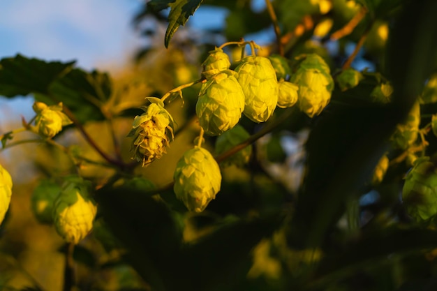 Lúpulo de ingredientes de fabricação de cerveja Bando de cones de lúpulo com folhas no fundo do céu azul ao pôr do sol