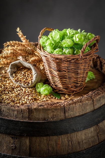 Lúpulo e malte verdes e marrons como ingredientes de cerveja