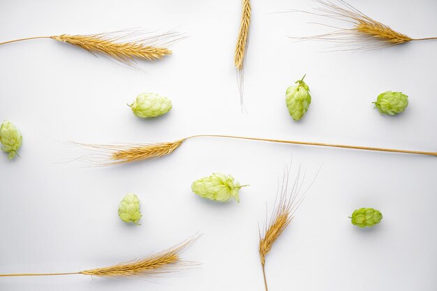 Lúpulos y ramas de trigo aislado en blanco