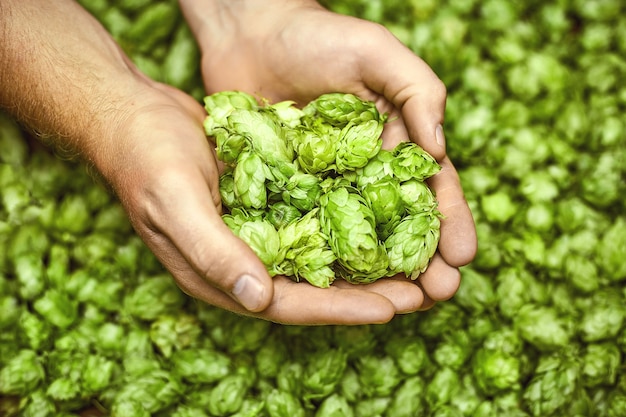 Lúpulos verdes para cerveza. Hombre sujetando conos de lúpulo verde.