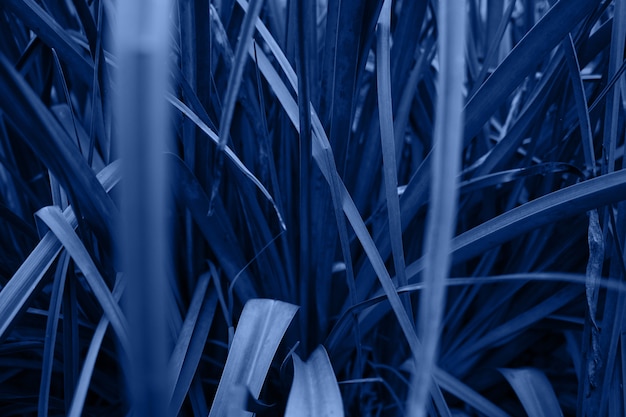 Luscious Gras hautnah. Kräuterbeschaffenheit. Klassische blaue Farbe des Jahres 2020. Tapete, Hintergrund