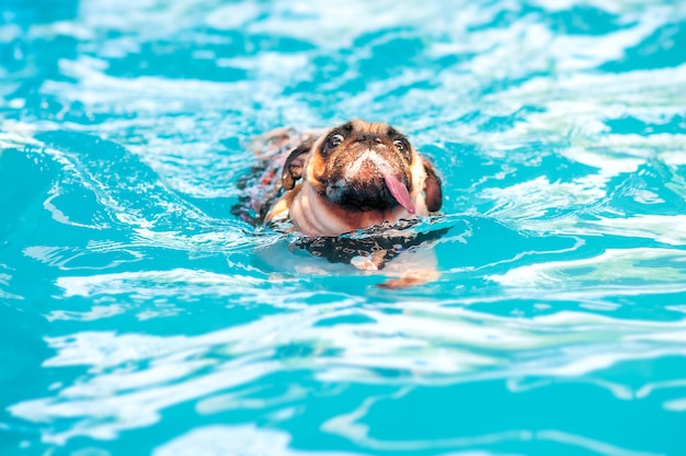 Foto lustig ein niedlicher hundepug swim an einem lokalen allgemeinen pool mit der zunge heraus und der schwimmweste