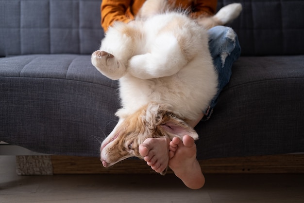 Lustig lächelnd Kleiner süßer Australian Shepherd Red Merle Hündchen liegt kopfüber auf den Beinen der Frau. Liebe zwischen Mensch und Tier. Verrückt. Aufgeregt. Menschlicher Fuß. Barfuß. vier Monate. Foto in hoher Qualität