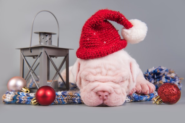 Lustige amerikanische Bulldogge Hündchen Santa Claus Hut