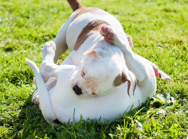 Lustige amerikanische Bulldoggenwelpen spielen auf Natur.