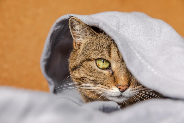 Lustige arrogante getigerte Hauskatze, die auf der Couch unter einem karierten Innenkätzchen liegt, das zu Hause ruht ...