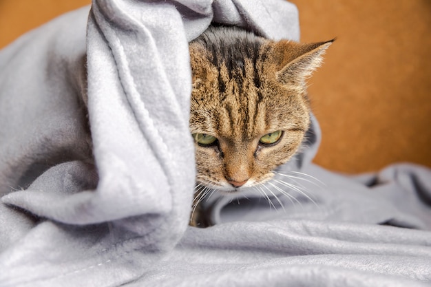 Lustige arrogante Tabby-Hauskatze, die drinnen auf der Couch unter Plaid liegt. Kätzchen, das sich zu Hause ausruht und sich bei kaltem Herbst-Herbst-Winter-Wetter unter der Decke warm hält. Haustiertierleben Hygge-Stimmungskonzept.