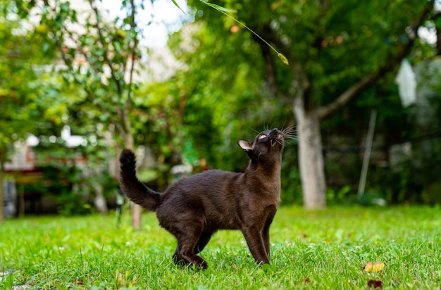 Lustige birmanische Katze, die im Freien spazieren geht Glückliche Katze, die bei der Jagd im Garten nach oben schaut Ganzkörperansicht Tierkonzept