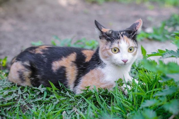 Lustige dreifarbige Katze mit aufmerksamen Ohren, die im Gras liegen