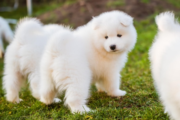 Lustige flauschige weiße Samojeden Welpen Hunde spielen