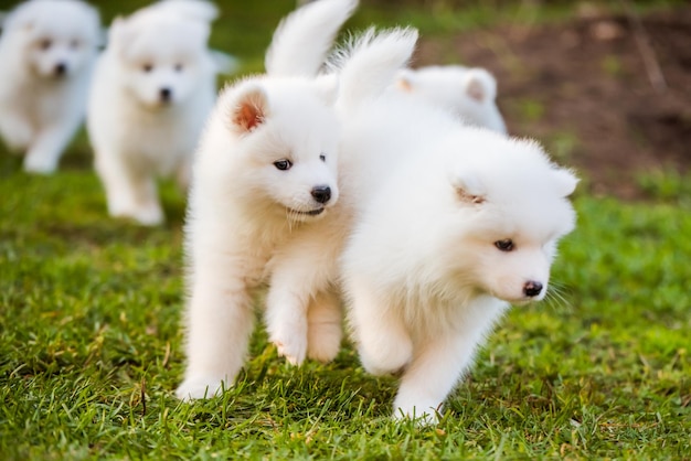 Lustige flauschige weiße Samojeden Welpen Hunde spielen