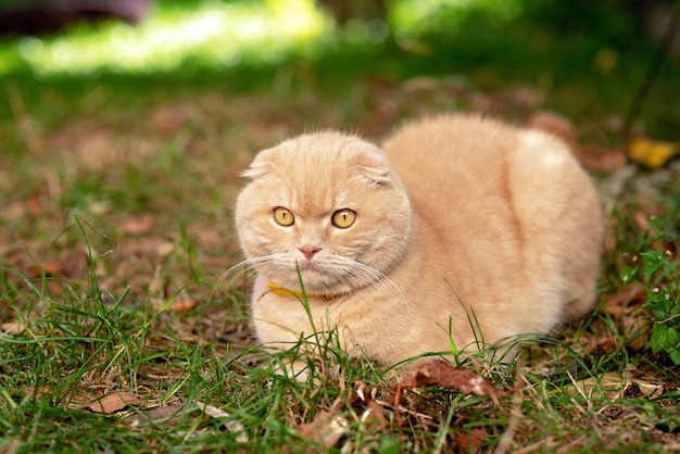 Lustige gelbe kurzhaarige schottische Faltkatze auf dem Gras