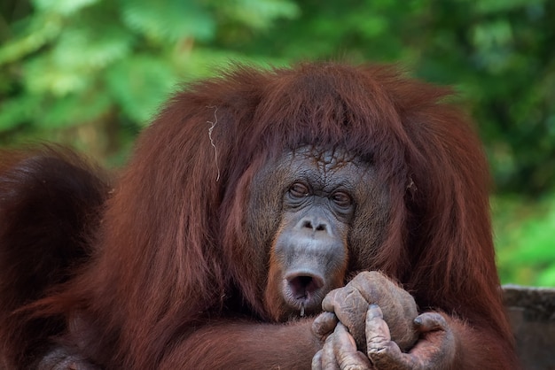 Lustige Gesichter von schläfrigem Orang-Utan