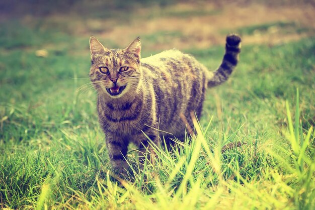 Lustige gestromte Hauskatze, die auf dem grünen Sommergras spazieren geht und miaut. Er hat ein Banditenlächeln wegen des offenen Mundes